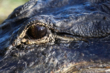 Alligator Eye