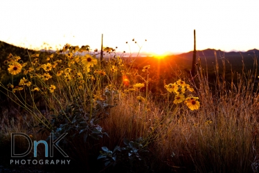 flowers in the sunset