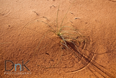 detail of grass in sand at lake powel